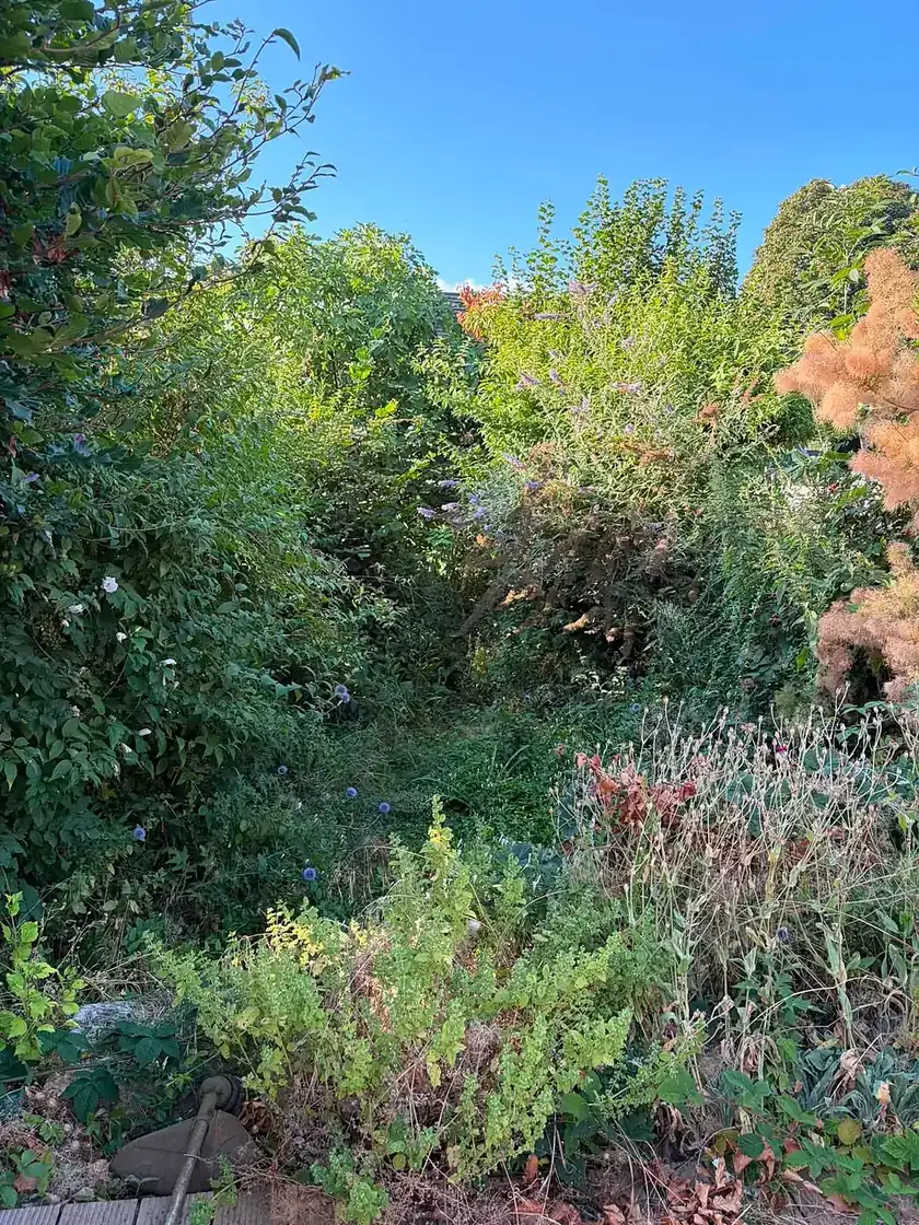 Jardin entièrement envahi par la végétation, impraticable.