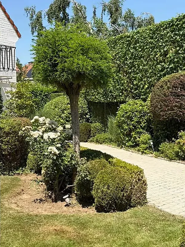 Le même jardin terminé, topiaires taillés et allée dégagée.